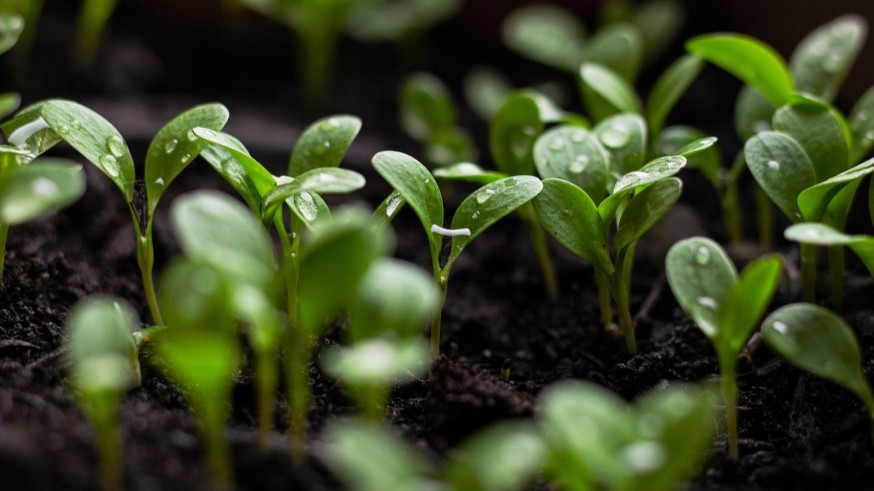 La magia de las plantas. Biorremediación