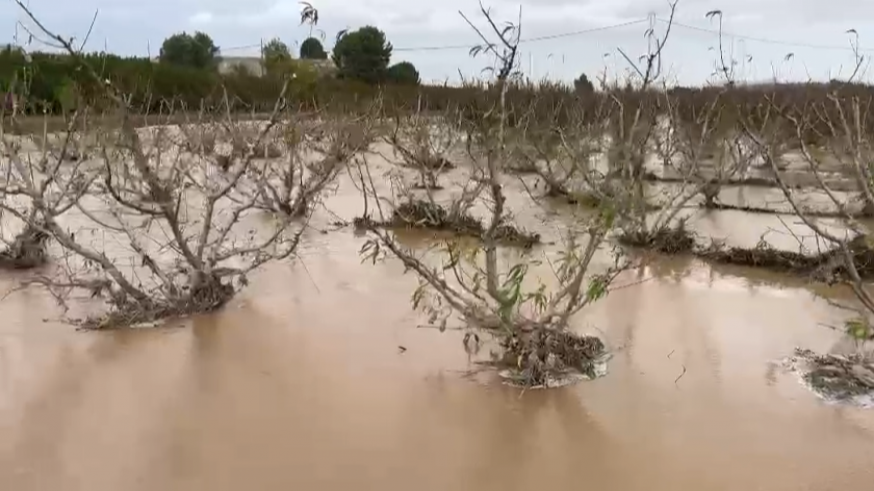 Las lluvias aportan al campo murciano un riego 