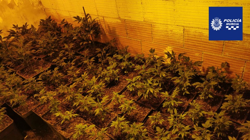 Desmantelada en Casillas una plantación con 700 plantas de marihuana 