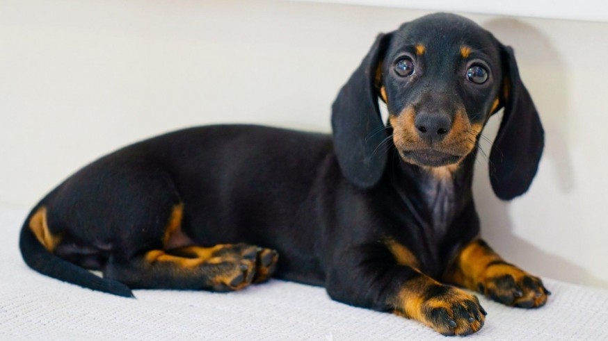 Animalicos: el primer día en casa