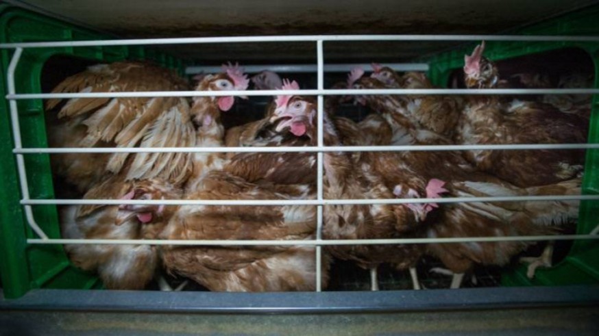 Más de 40 millones de gallinas ponedoras en España viven enjauladas y nunca pisan el suelo