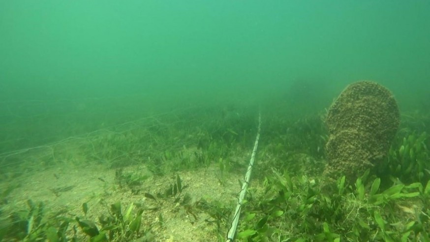 Ecologistas en Acción alerta de la presencia de redes caladas sobre nacras en el Mar Menor