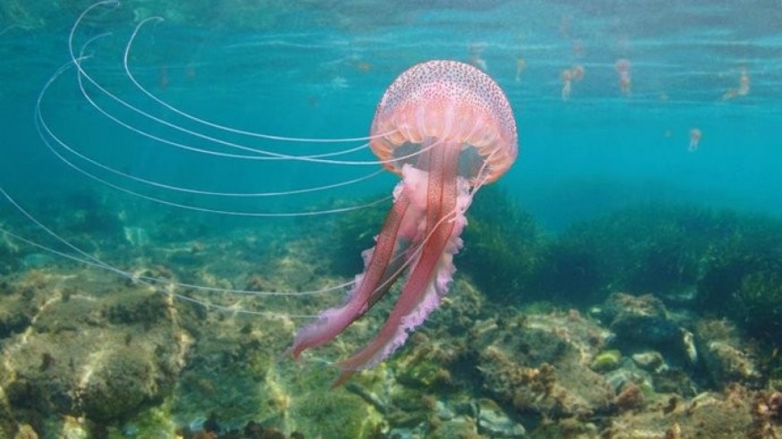 Consejos a seguir si te pica una medusa 