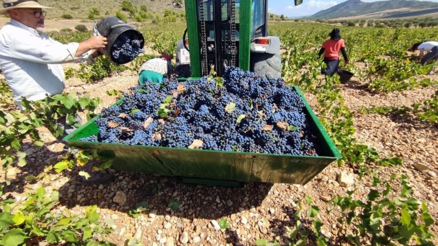 267 viticultores DOP de Jumilla solicitan ayudas para la conservación de viñas viejas