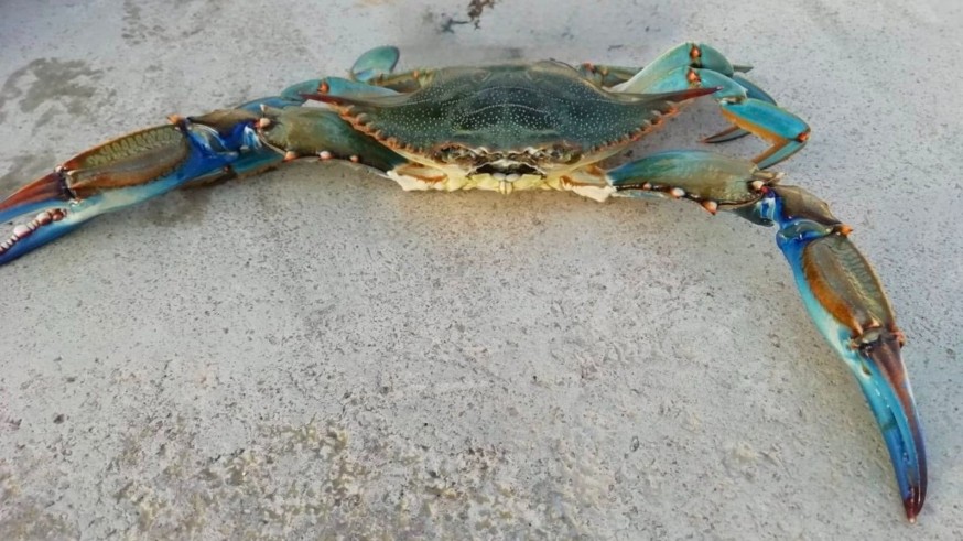 El 100% de los cangrejos azules del Mar Menor contiene microplásticos