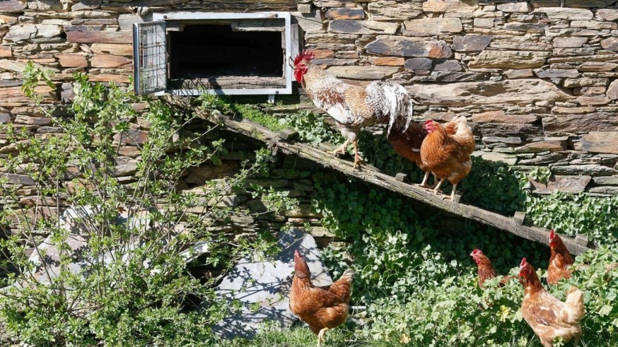 Adoptado el confinamiento preventivo frente a la gripe aviar de las aves de corral en la Región de Murcia 