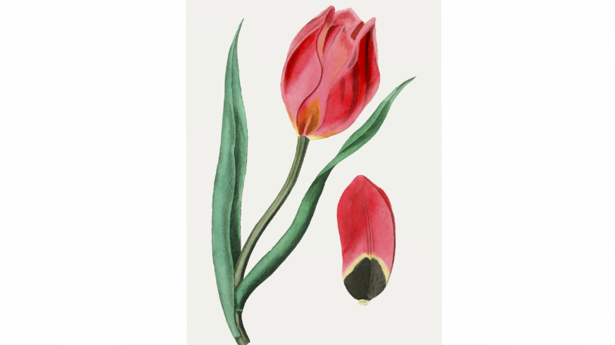 La Magia de las Plantas con Diego Rivera. El Tulipán