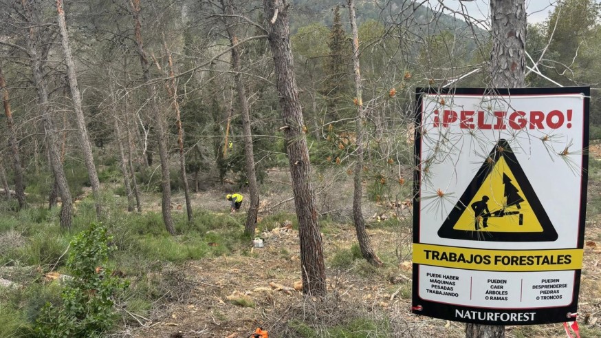 21 millones y 500 efectivos para frenar el decaimiento forestal en la Región