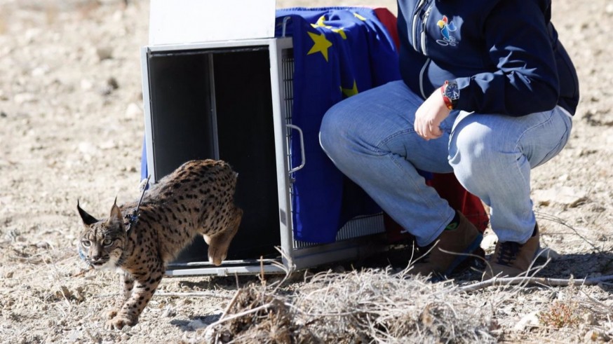 ANSE alerta de la caza ilegal de linces del proyecto de reintroducción en la Región de Murcia