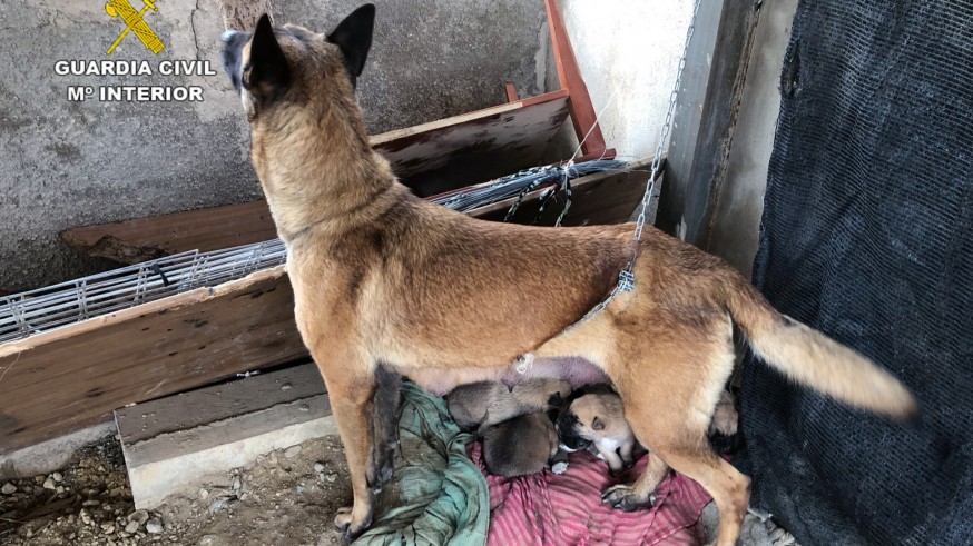 Liberan a una perra robada y a sus nueve cachorros en malas condiciones higiénico-sanitarias en Librilla