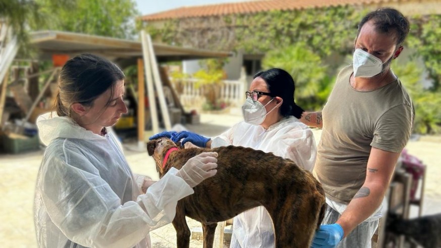 Rescatan a 37 animales moribundos en una casa de campo de Molina de Segura