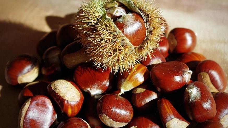 La Academia en Tarde Abierta. Con Alberto Requena hablamos esta tarde de las castañas