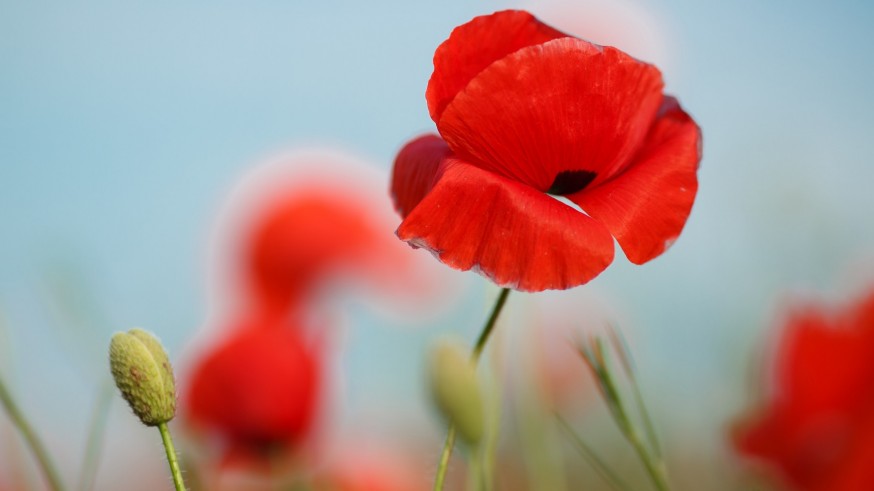 Yo que soy una chica formal con Mirian Iniesta. El día del recuerdo o las amapolas