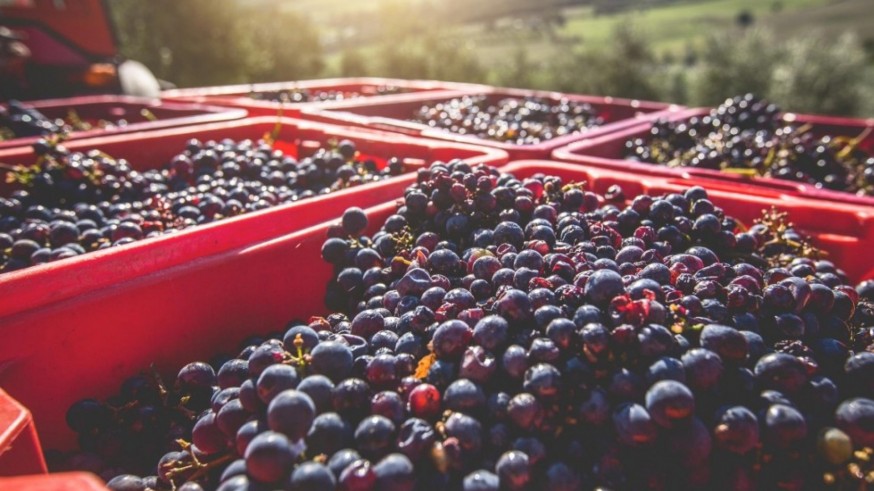 Los viticultores piden a los bodegueros que no especulen con el precio de la uva