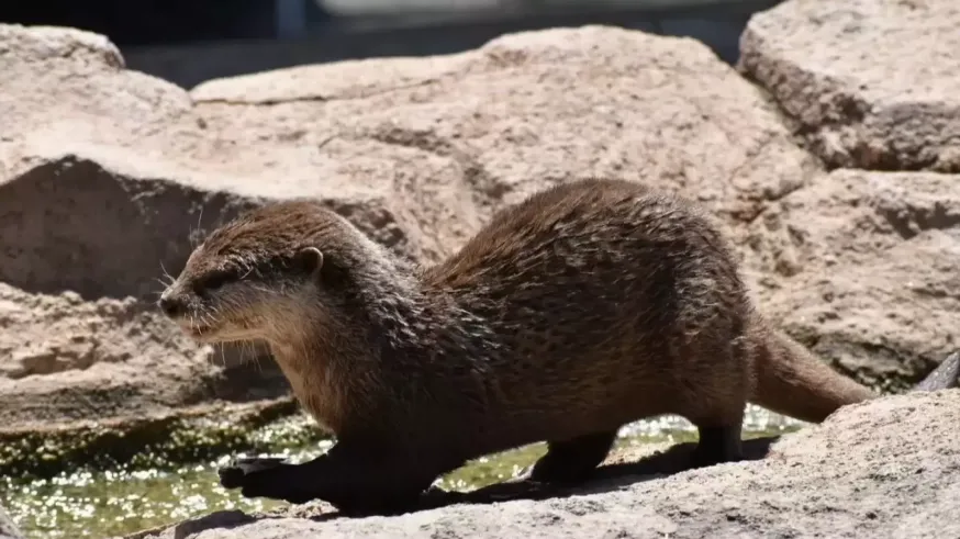 Terra Natura Murcia recibe a una nueva familia de nutrias asiáticas de uñas cortas