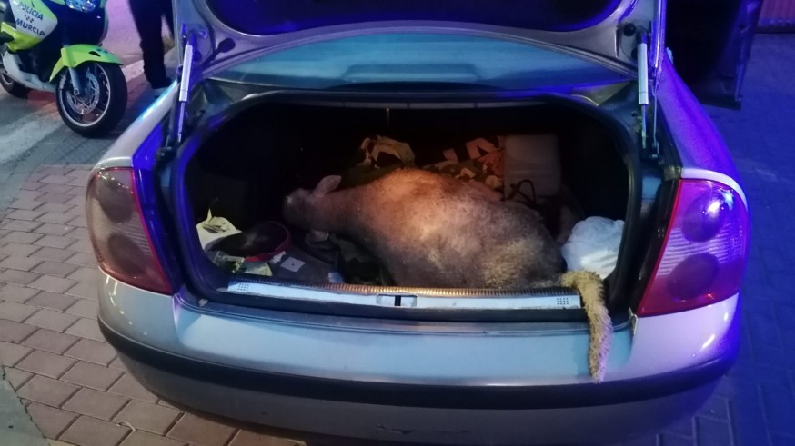 La oveja dentro del maletero