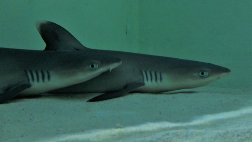 Dos tiburones de puntas blancas