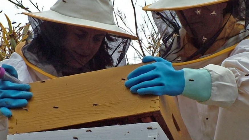Investigadoras de la UMU ayudan a conocer el origen del virus que influye en la desaparición de la abeja de la miel