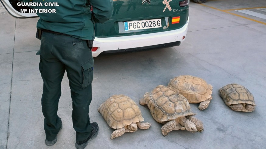 La Guardia Civil recupera 9 tortugas robadas de un criadero en Beniel