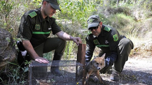 Agentes medioambientales liberan un zorro de una trampa ilegal