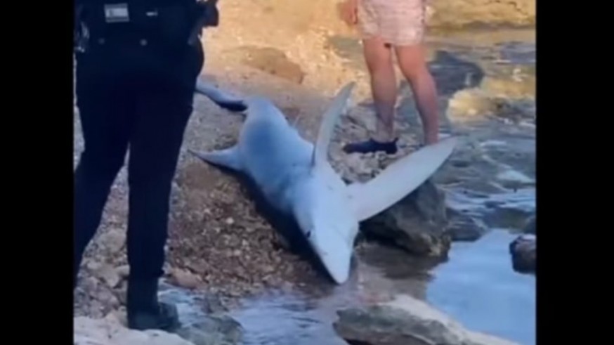Encuentran muerto al tiburón que se acercó a los bañistas en una playa de Campoamor