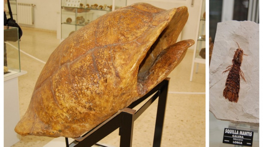 Fósiles del Museo de Los Garres