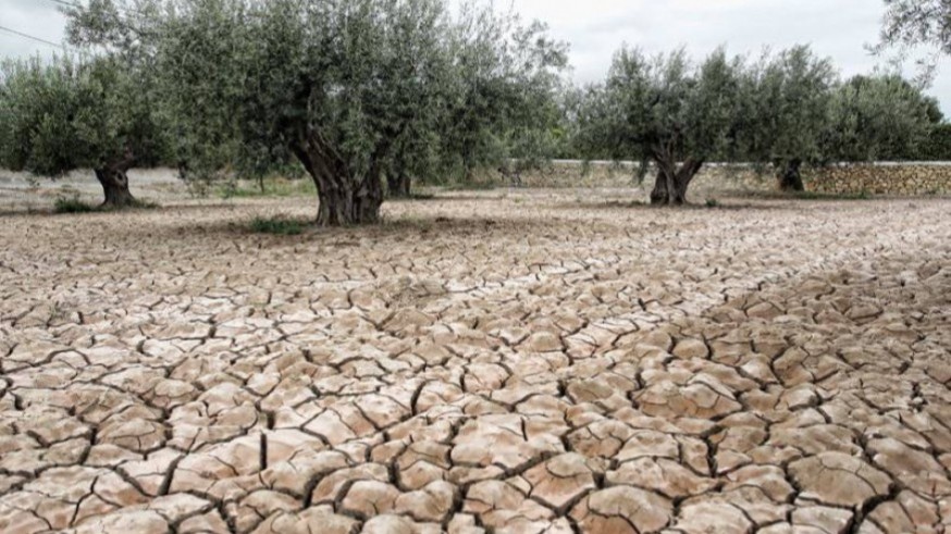 El cambio climático intensifica las sequías "cortas e intensas" como la que sufre el Segura