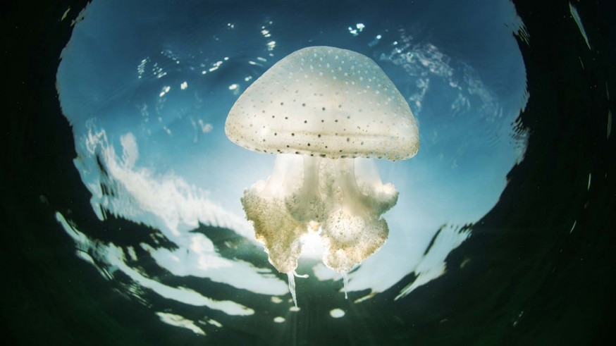 Detectan una nueva medusa en el Mar Menor