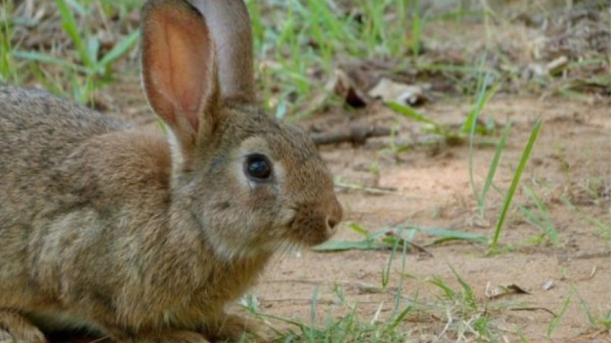 COAG denuncia que una plaga de conejos causa pérdidas millonarias en cultivos de todo el país