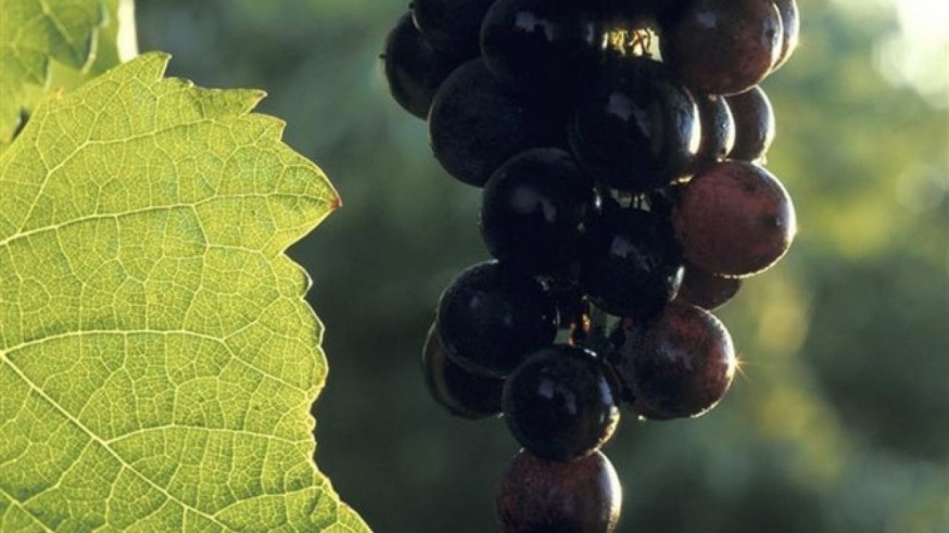 Los productores garantizan que habrá uva para todos en Nochevieja