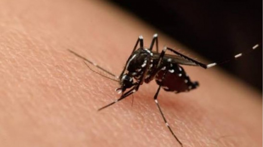 Alerta sanitaria en Andalucía por la expansión del virus del Nilo Occidental hacia el levante español