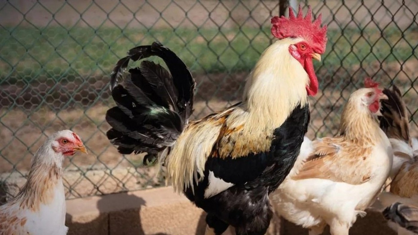 Recomendación de vacunarse contra la gripe para el personal que trabaja con animales