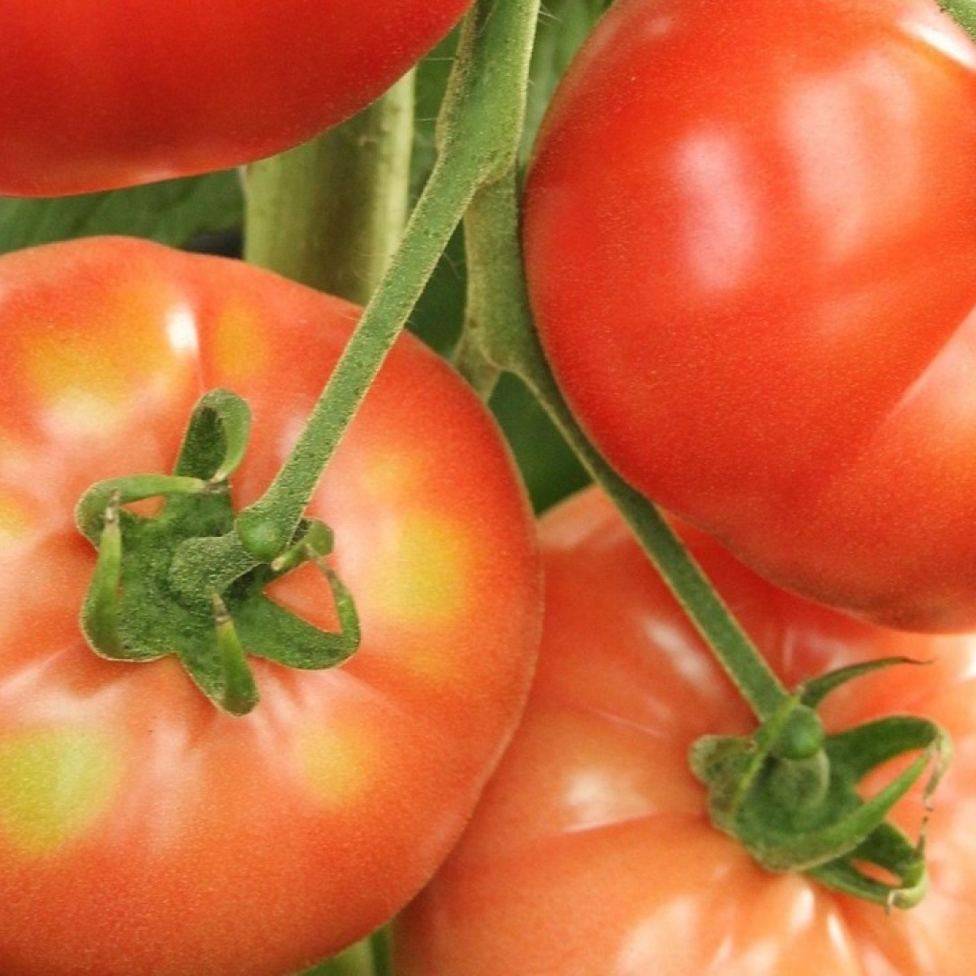 TARDE ABIERTA T08C014 La Academia en Tarde Abierta. Tomates (24/09/2026) episode artwork