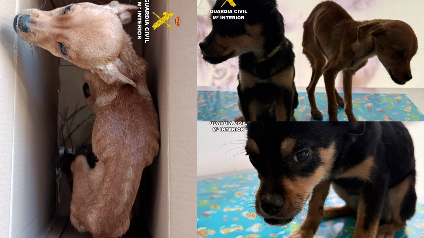 Investigados en Caravaca tras arrojar a dos cachorros desnutridos desde un coche