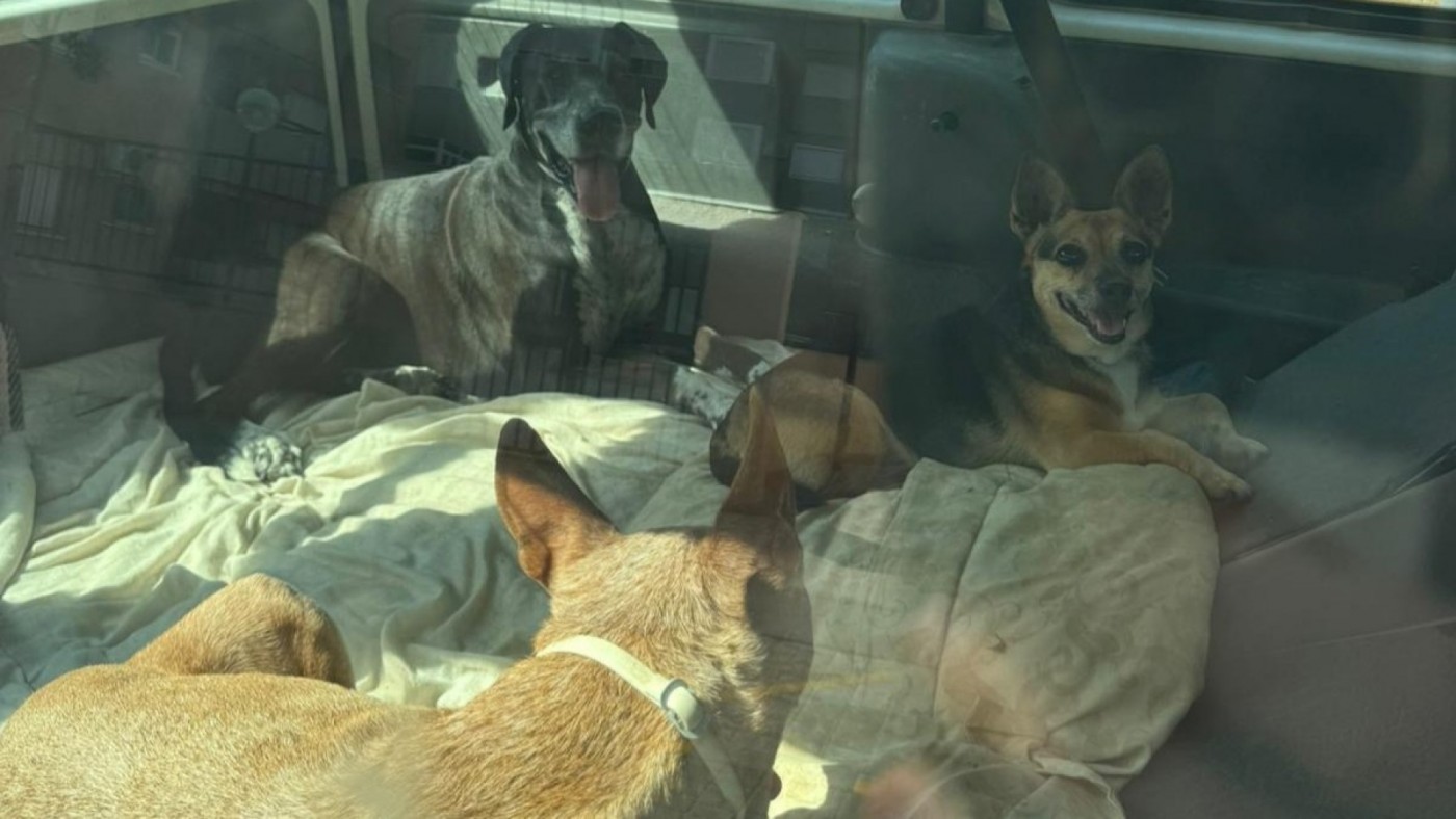 Multan a un conductor en Cartagena por dejar cuatro perros en su vehículo estacionado