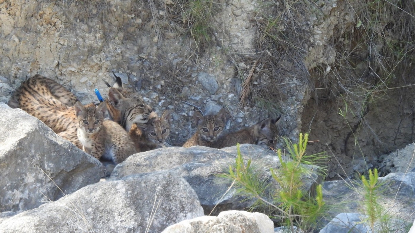 Nacen cuatro cachorros de lince ibérico en Lorca y se consolida la recuperación de la especie en Murcia