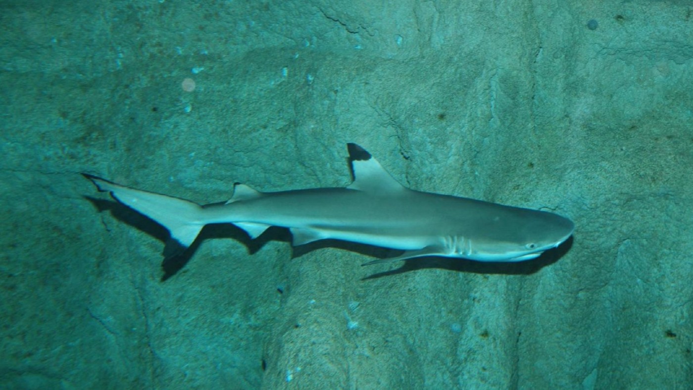 Imagen de un tiburón. Universidad de Murcia.