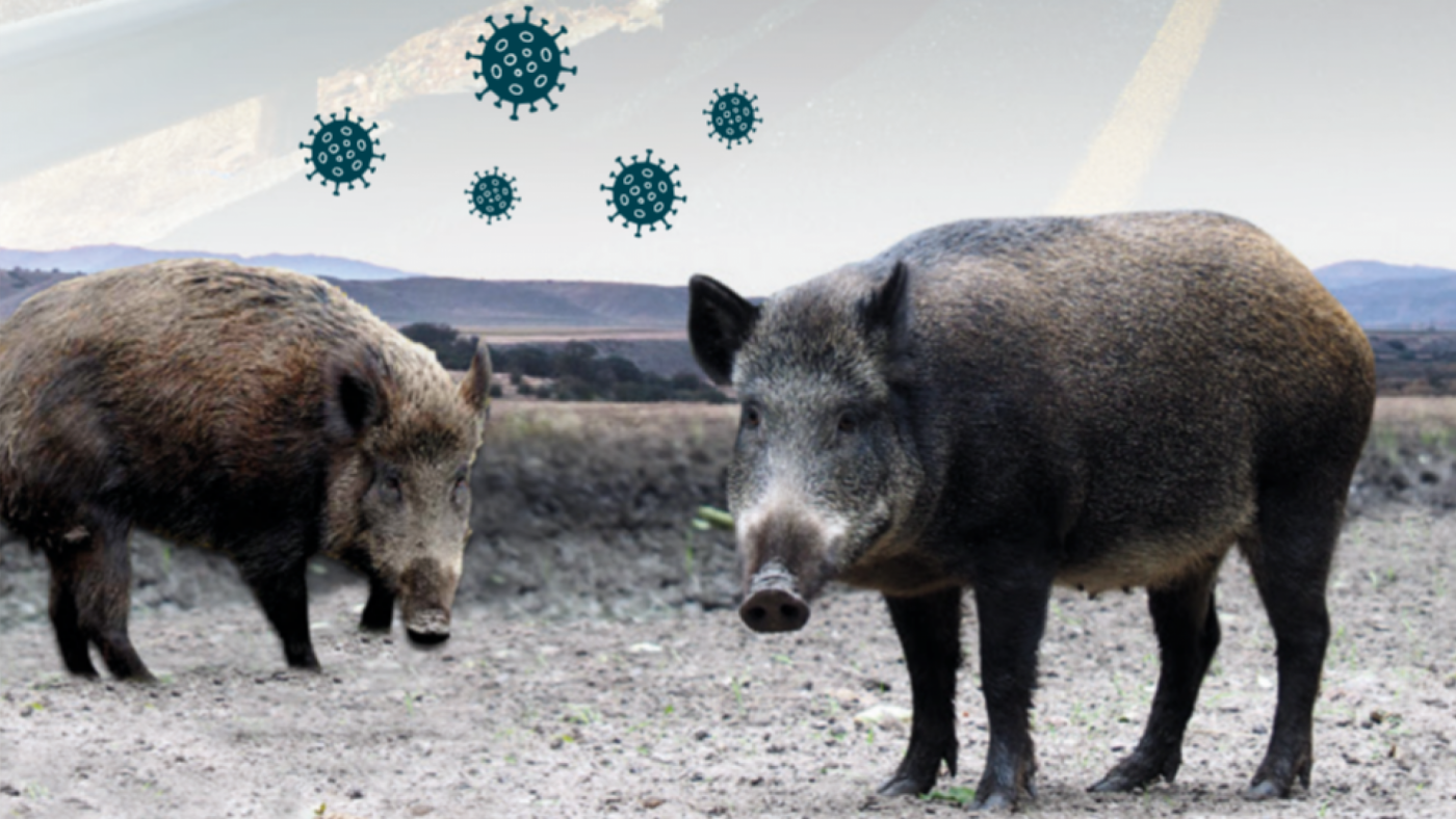 La UME intervendrá en Barcelona para contener el brote de peste tras localizar 8 jabalís muertos 