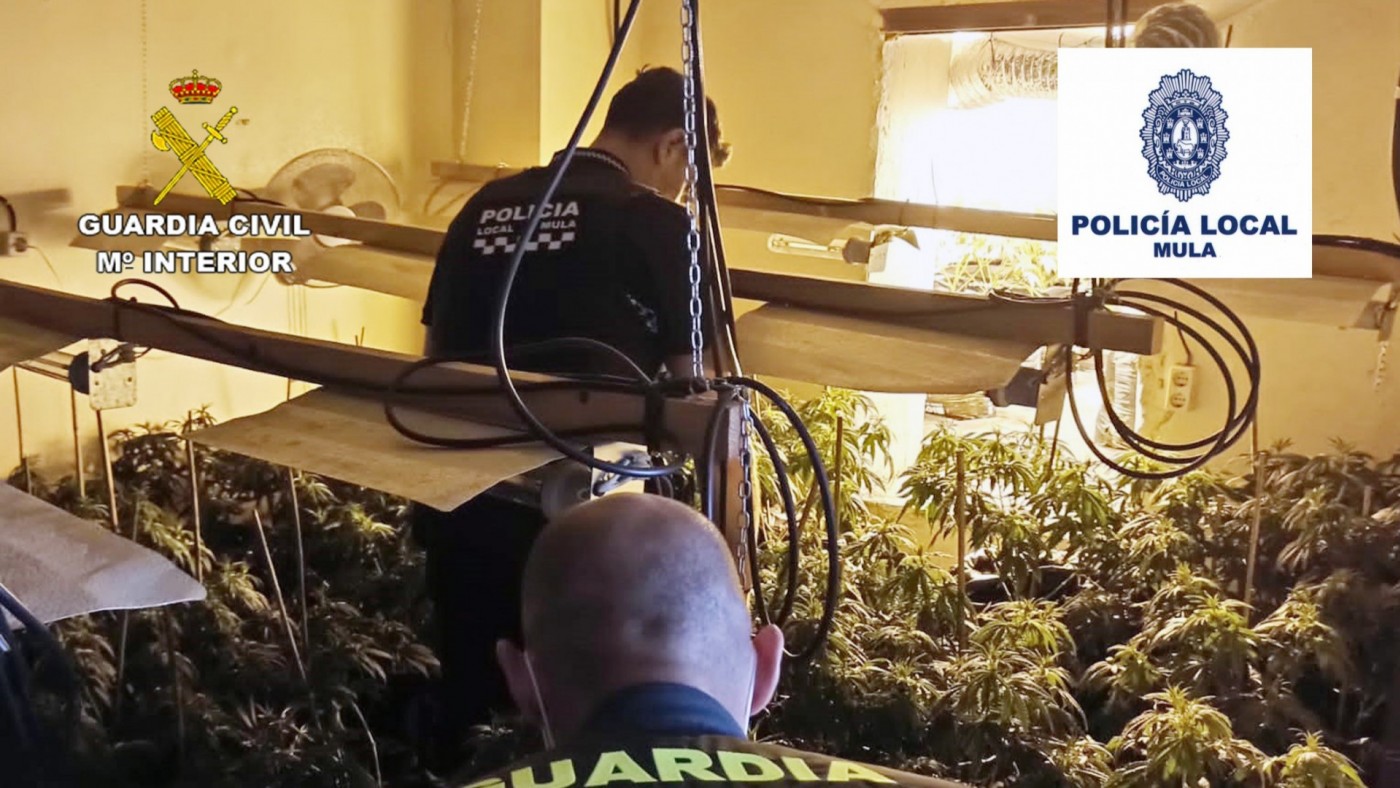 VIDEO | Desmantelan 13 invernaderos con 2.000 plantas de marihuana en Mula