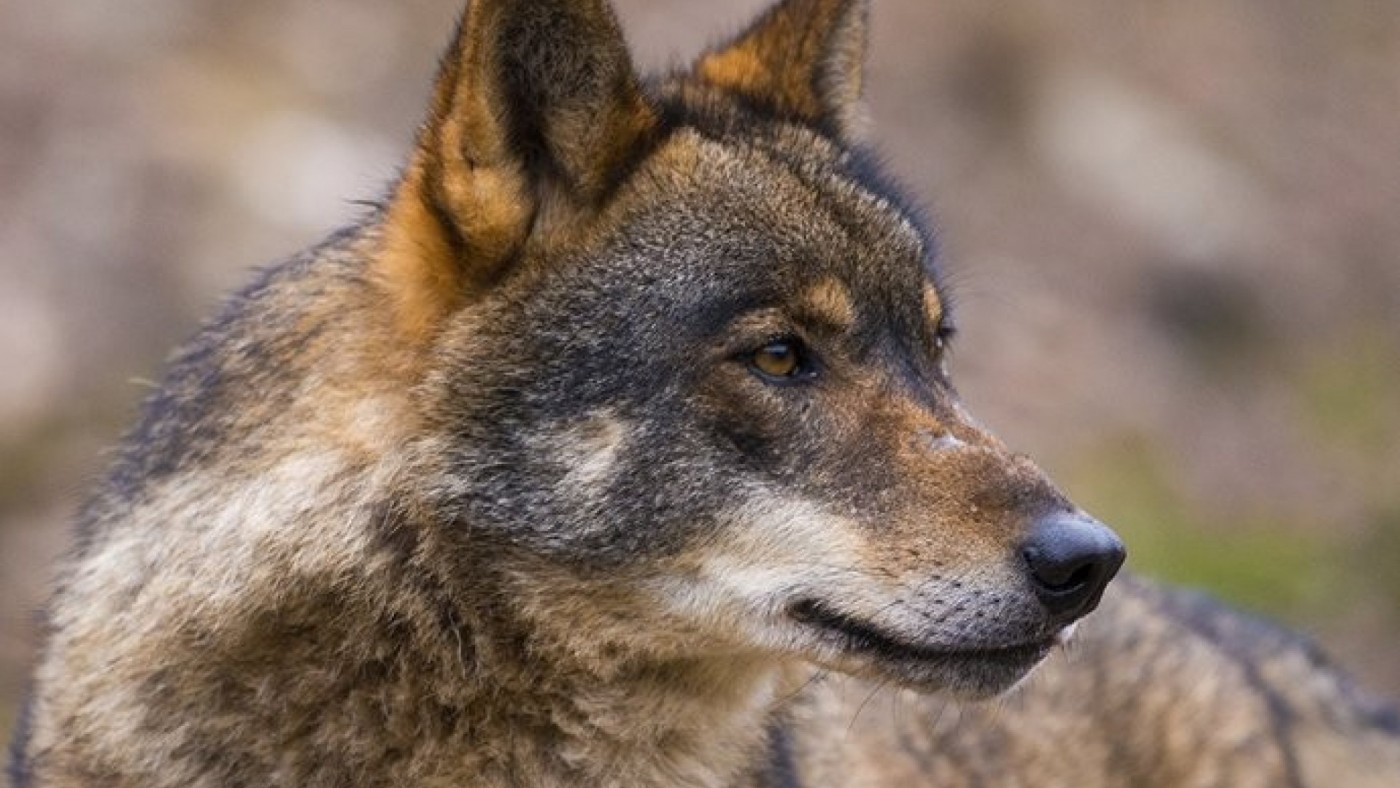 Piden que se recupere la protección del lobo ibérico 