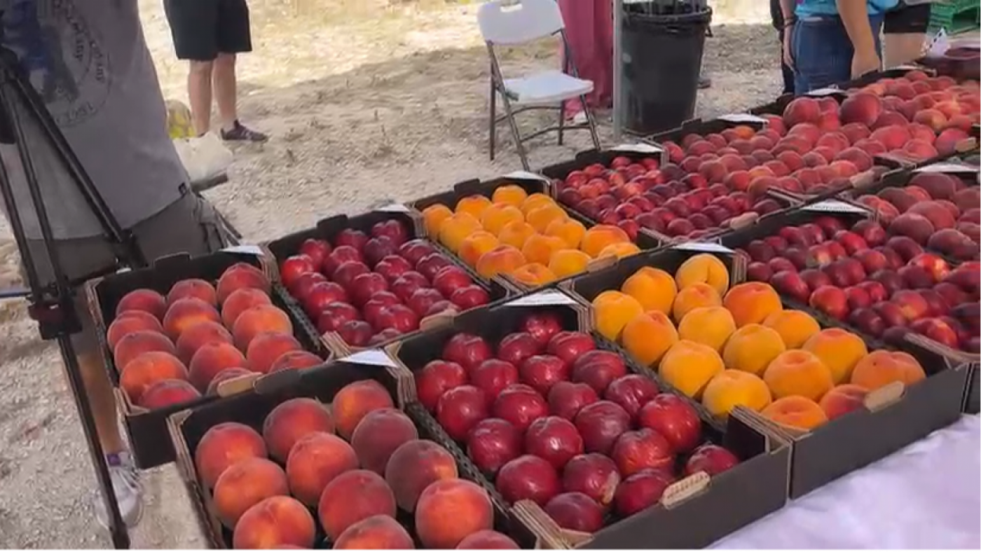 Tres nuevas variedades que se incorporan al catálogo de fruta de hueso de la Región