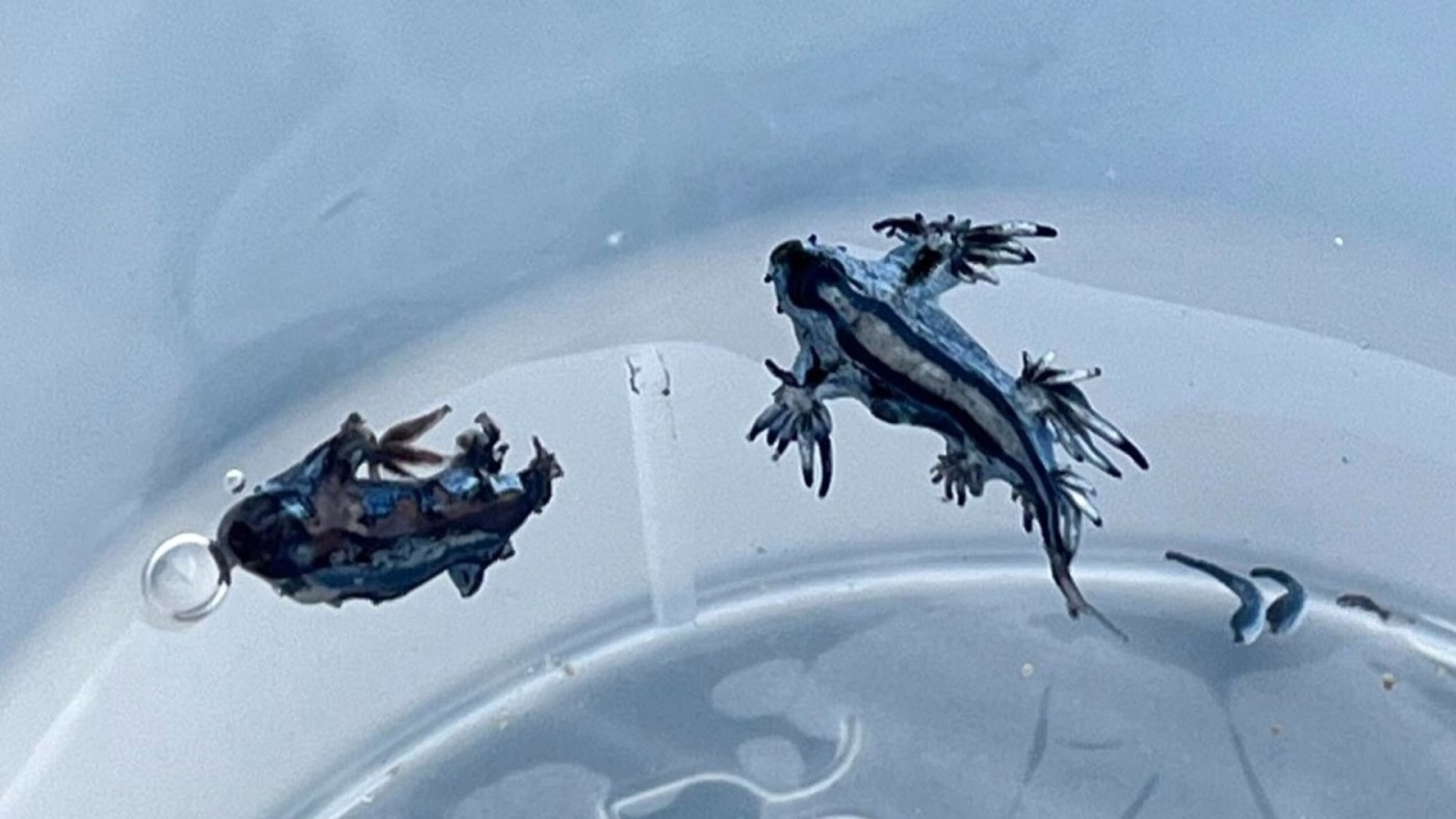 ¿Es realmente tan peligroso el dragón azul?