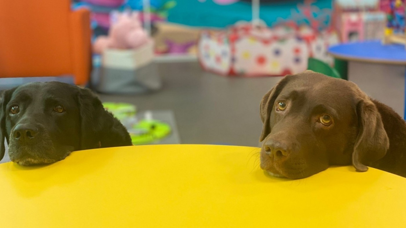 Un 28% de los dueños de la Región de Murcia no tiene asegurado a su perro