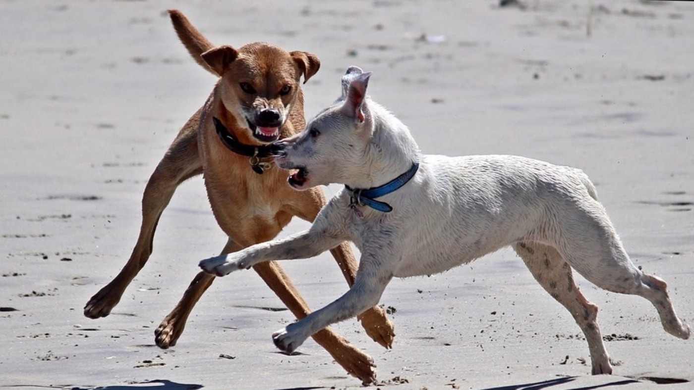 "Los animales a veces tienen reacciones imprevisibles"