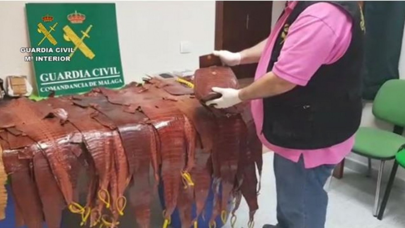 La Guardia Civil interviene 627 reptiles vivos, algunos de ellos en la Región de Murcia