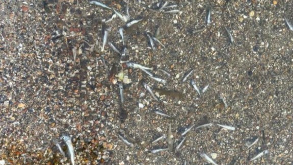 Peces muertos aparecidos esta mañana a orillas del Mar Menor. POR UN MAR MENOR VIVO
