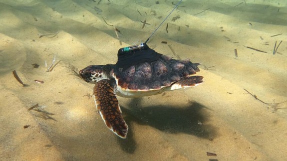 Una de las tortugas con el dispositivo instalado. Foto ANSE