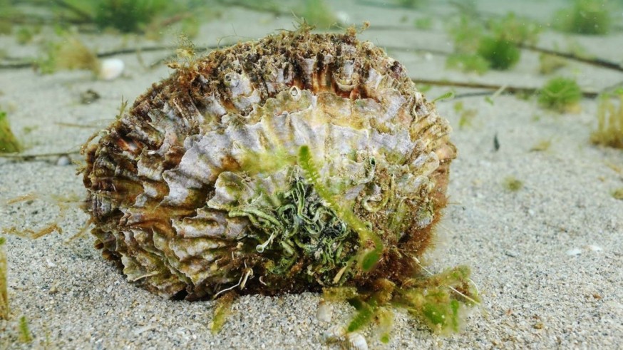 Adoptar ostras para filtrar el agua del Mar Menor
