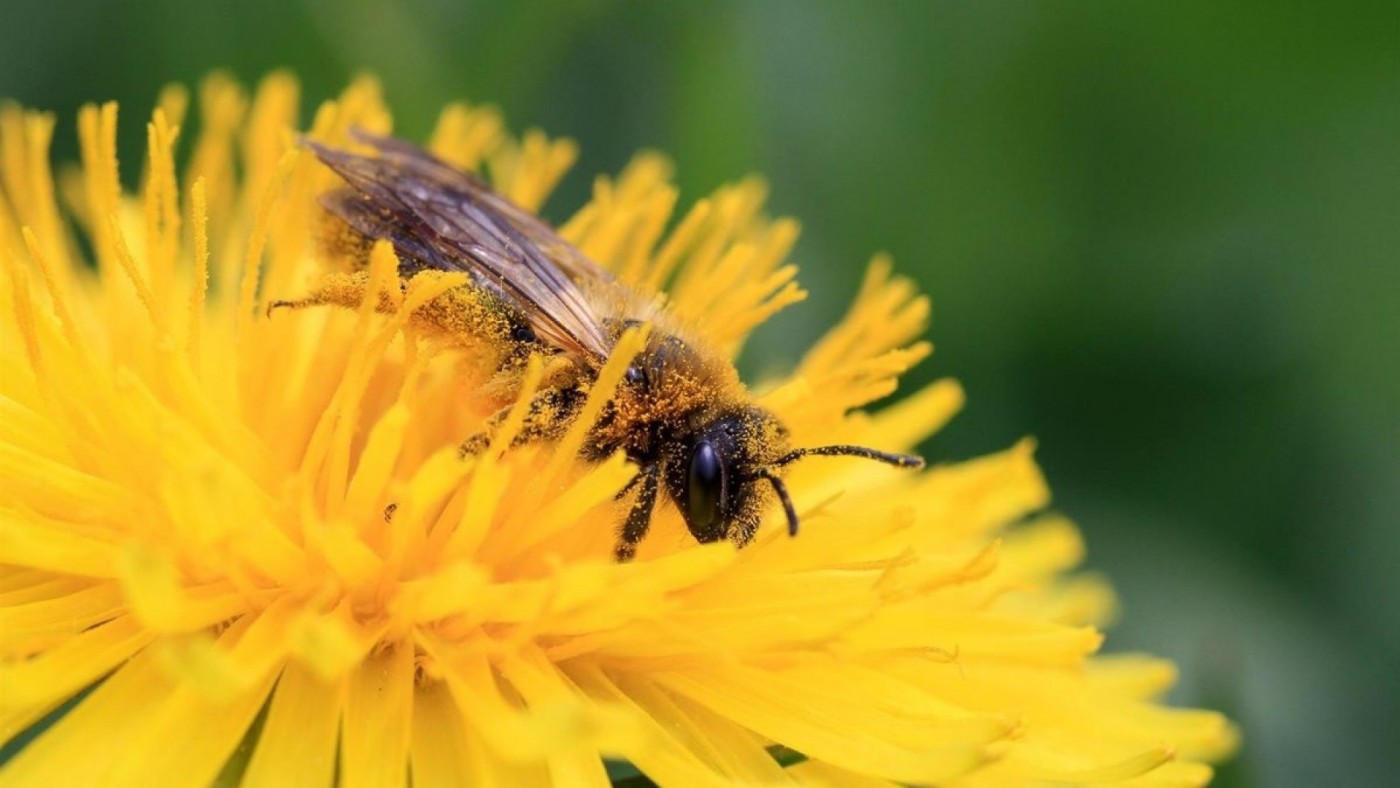 Se acerca una primavera leve para los alérgicos al polen de gramínea