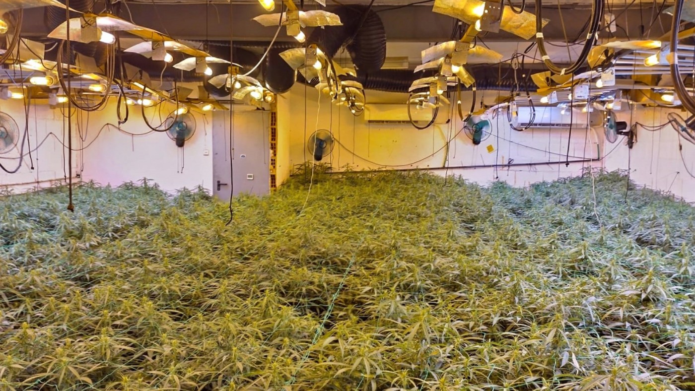 Una conexión fraudulenta de electricidad permite desmantelar un macrocultivo de marihuana en Cartagena